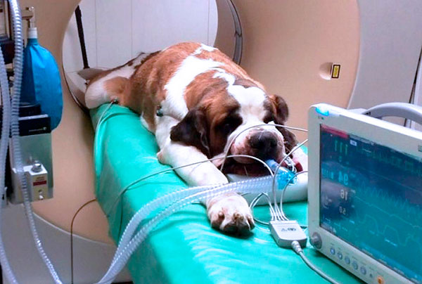 Behandlung der Piroplasmose in der Tierklinik