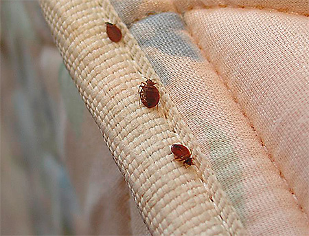Les punaises de lit dans un canapé Les punaises de lit dans un canapé