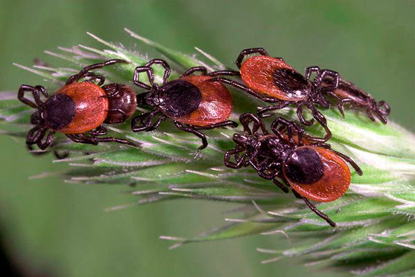 Wir klären, wer sich in der Natur von Zecken ernährt... Wir klären, wer sich in der Natur von Zecken ernährt...