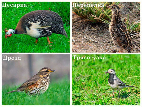 Vögel, die Zecken fressen können