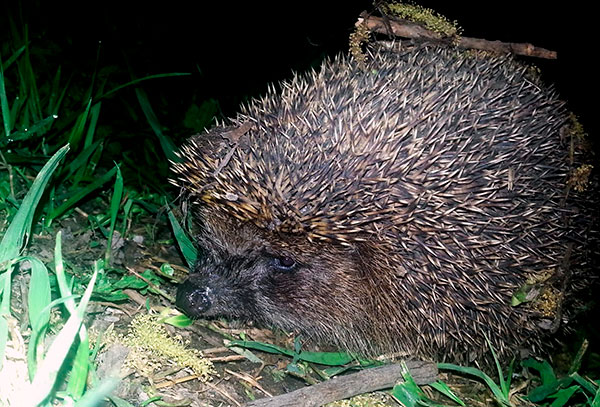 Ein Igel kann eine Zecke fressen