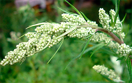 Absinthe amère Absinthe amère