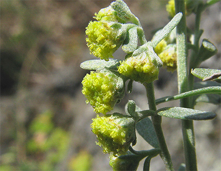 Fleurs d'armoise Fleurs d'armoise