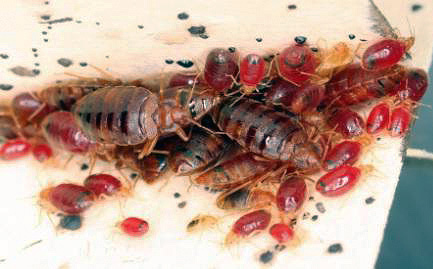 Punaises adultes et leurs larves