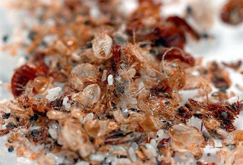 Cuticules de chitine des insectes dans leur nid