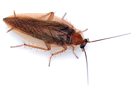 Appendices sur l'abdomen du cafard