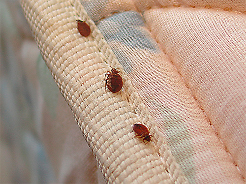 Punaises de lit sur un matelas
