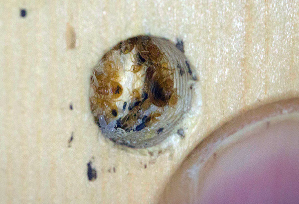Voici à quoi ressemble un nid typique de punaises de lit dans un meuble. Voici à quoi ressemble un nid typique de punaises de lit dans un meuble.
