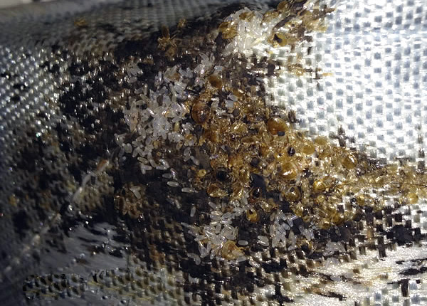 Dans un nid, on peut trouver des dizaines, voire des centaines de parasites, ainsi que de nombreux œufs. Dans un nid, on peut trouver des dizaines, voire des centaines de parasites, ainsi que de nombreux œufs.