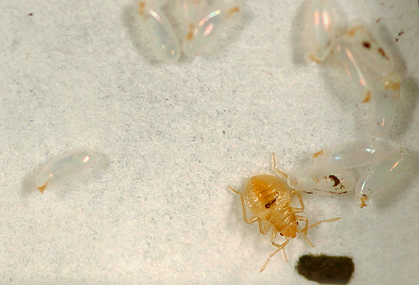La période d'incubation des larves de punaises à partir des œufs, à température ambiante favorable, peut être inférieure à une semaine. La période d'incubation des larves de punaises à partir des œufs, à température ambiante favorable, peut être inférieure à une semaine.