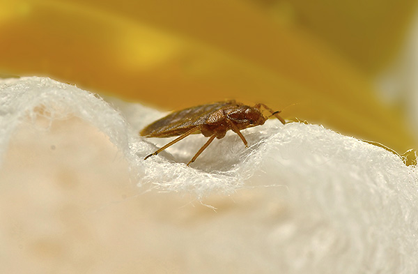 Il faut garder à l'esprit que si les voisins ont des punaises de lit, les parasites peuvent pénétrer à nouveau dans le local... Il faut garder à l'esprit que si les voisins ont des punaises de lit, les parasites peuvent pénétrer à nouveau dans le local...