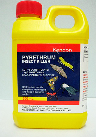 Pyrèthre contre les punaises et autres insectes parasites Pyrèthre contre les punaises et autres insectes parasites