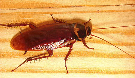 La blatte américaine a depuis longtemps quitté son habitat naturel pour s'installer dans les habitations humaines La blatte américaine a depuis longtemps emménagé dans les habitations humaines