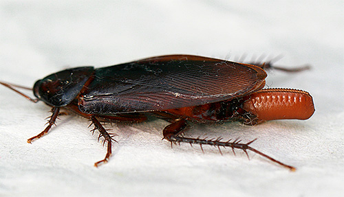 Blatte américaine avec oothèque Blatte américaine avec oothèque