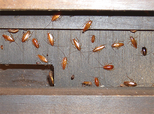 L'acide borique et les appâts empoisonnés doivent être placés dans les zones de rassemblement et de déplacement des insectes L'acide borique doit être utilisé dans les endroits où les insectes se rassemblent