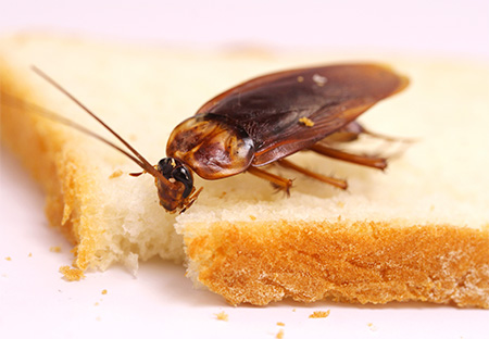 Se débarrasser des cafards dans l'appartement... Se débarrasser des cafards dans l'appartement