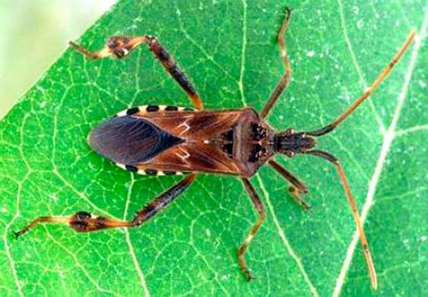 Punaise américaine