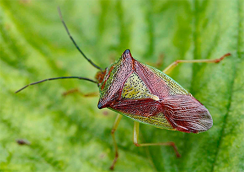 Punaise à carène foliacée