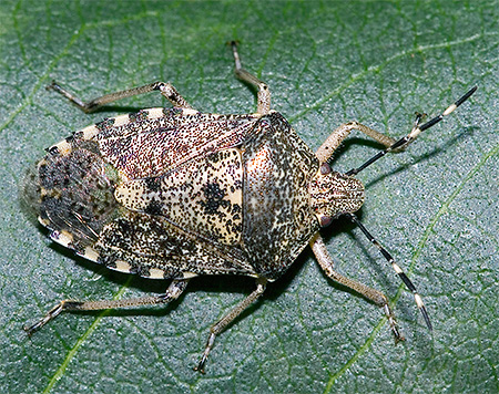 Punaise Raphigaster nebulosa