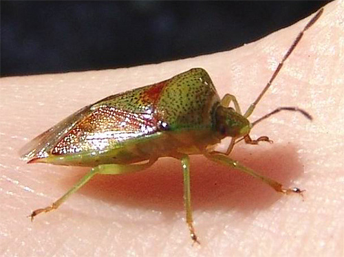 Il est très rare qu'une punaise forestière pénètre dans un appartement