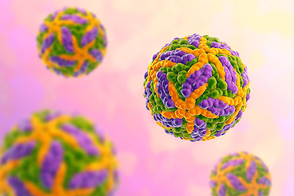 Das FSME-Virus befällt Immunzellen
