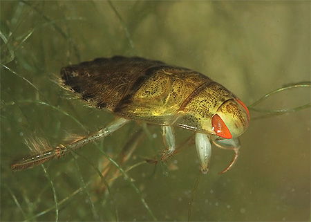 Punaise nageuse commune (Ilyocoris cimicoides)
