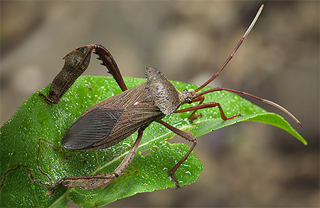 Punaise à pattes foliacées