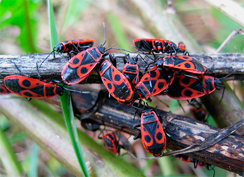 Punaises soldats (Pyrrhocoris apterus)