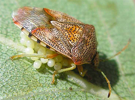 Punaise couveuse de l'aulne (Elasmucha fieber)
