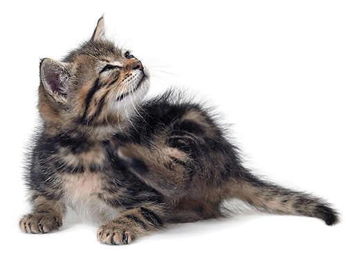 L'homme est principalement piqué par les puces provenant de chats et de chiens infestés