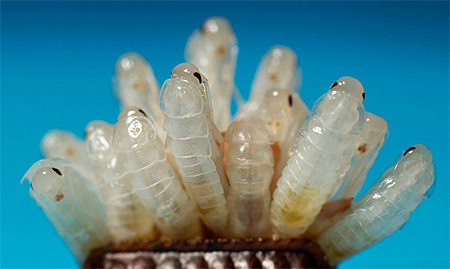 Les nymphes ont d'abord une coloration blanche. Les nymphes ont d'abord une coloration blanche.
