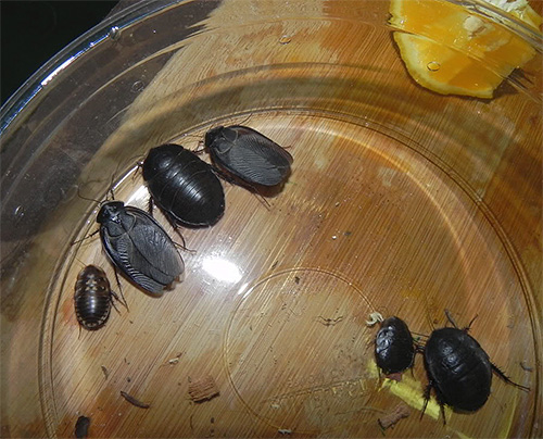 Photo de cafards égyptiens