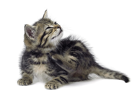 Avant de vous débarrasser des puces dans l'appartement, vous devez d'abord les éliminer sur vos animaux domestiques. Avant de vous débarrasser des puces dans l'appartement, vous devez d'abord les éliminer sur vos animaux domestiques.