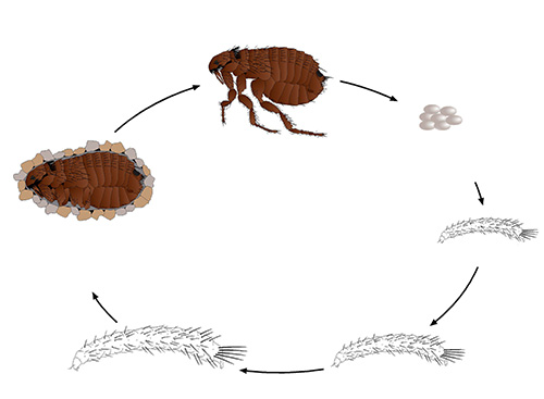 Voici à quoi ressemble le cycle de vie d'une puce Cycle de vie de la puce