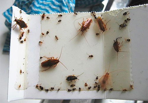 Piège collant pour cafards
