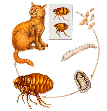 Voyons comment et avec quoi éliminer rapidement les puces chez le chat. Comment et avec quoi éliminer les puces chez le chat
