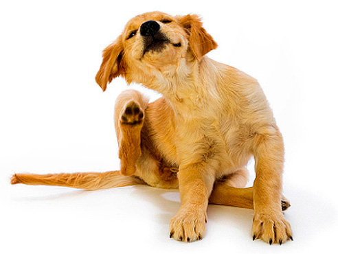 Éliminons les puces chez le chien