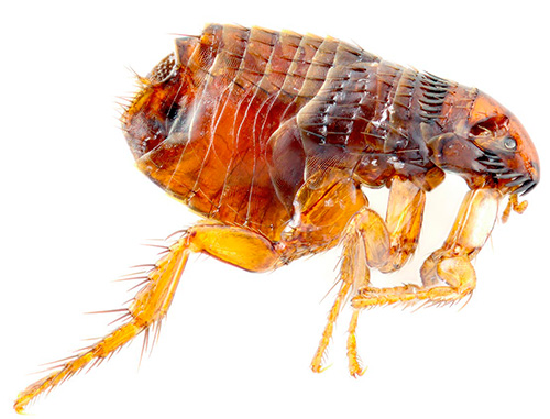 Photo de puce au microscope