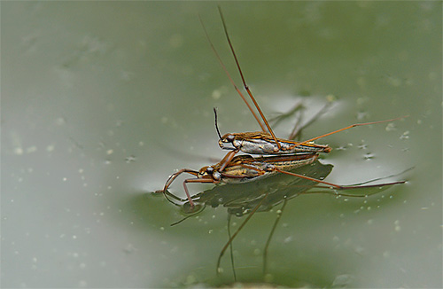 Reproduction des gerris