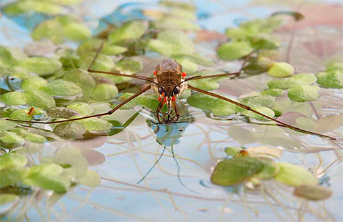 Les punaises d'eau ne mordent pratiquement jamais l'homme