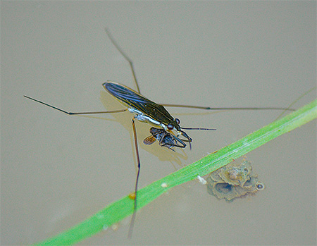 Punaise d'eau presque noire