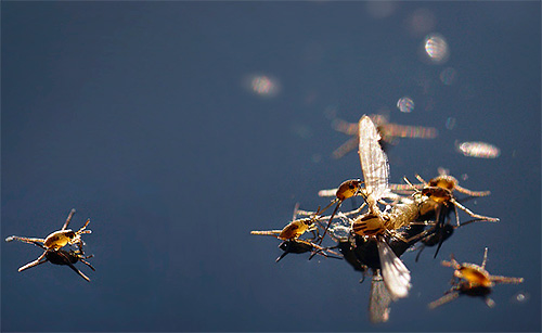 Larves de punaise d'eau