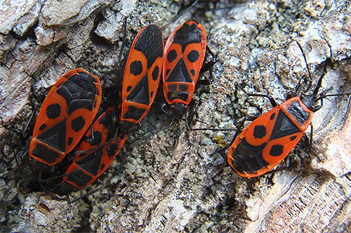 Punaise soldat (Pyrrhocoris apterus) Punaise soldat (Pyrrhocoris apterus)