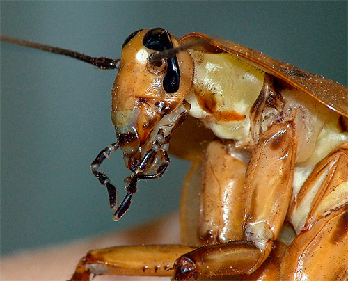 Les cafards reviennent dans les appartements