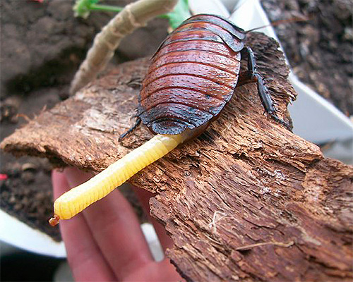 Femelle de blatte avec oothèque Femelle de blatte avec oothèque