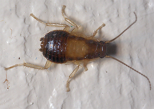 Nymphe de blatte rousse