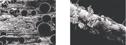 Photos : à gauche, les microcapsules sur la surface traitée ; à droite, sur les antennes d'un cafard. Photos : à gauche, les microcapsules sur la surface traitée ; à droite, sur les antennes d'un cafard.