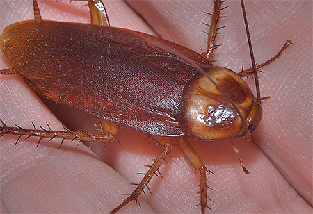 Cafard américain (Periplaneta americana) Cafard américain (Periplaneta americana)