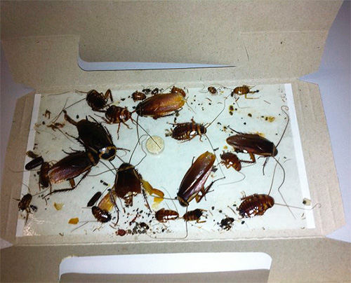 Exemple de piège collant pour cafards Exemple de piège collant pour cafards