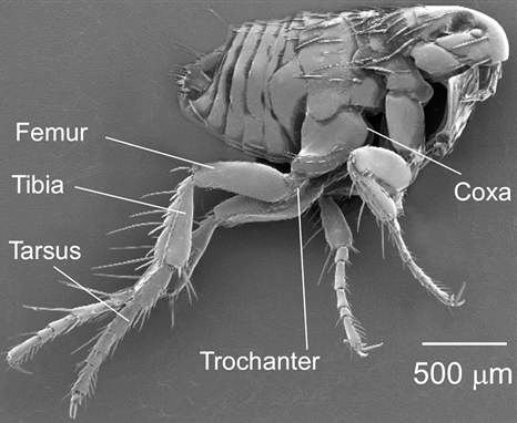 Puce de chien au microscope